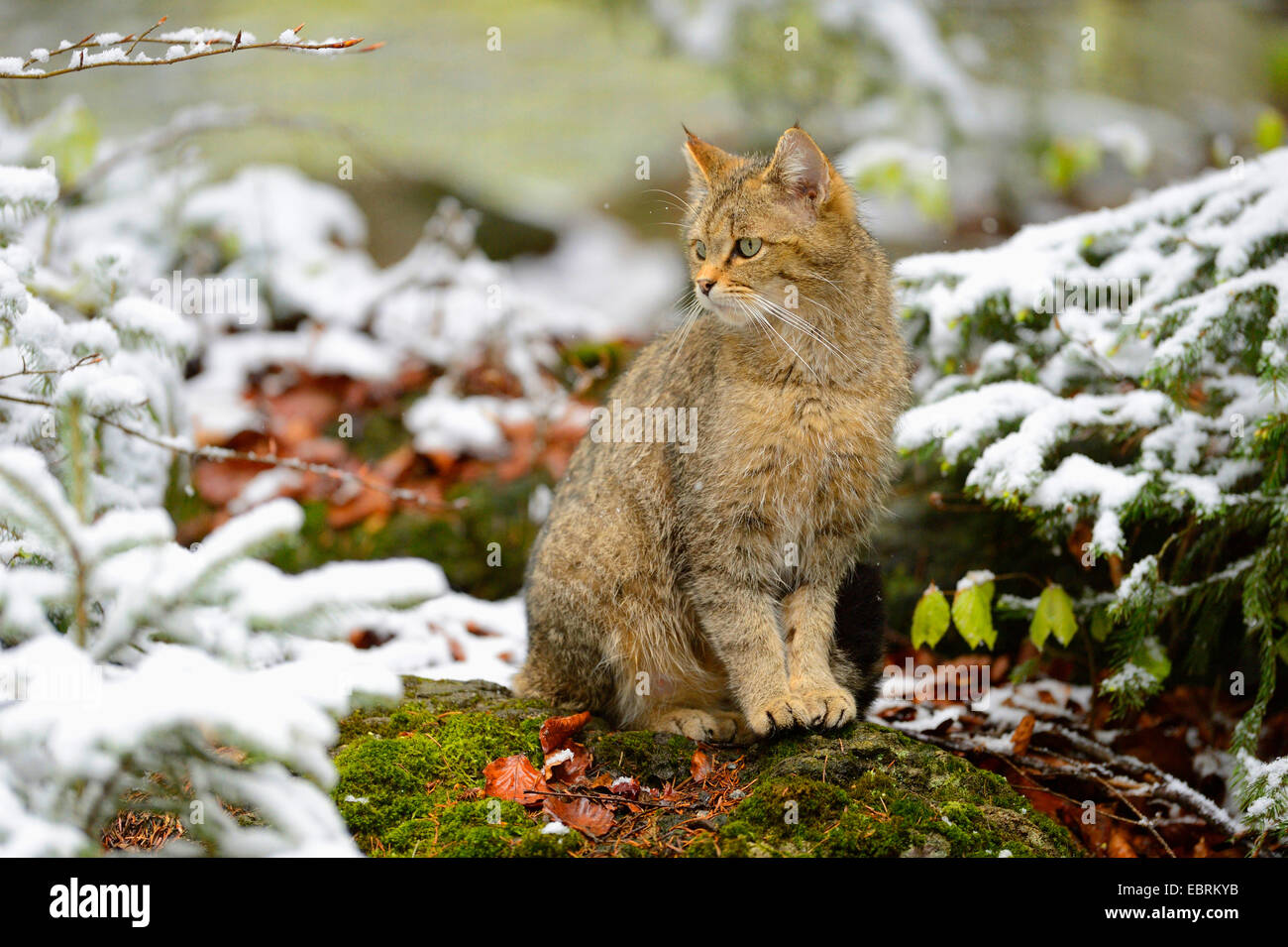 Chat Sauvage Européen, forêt wildcat (Felis silvestris silvestris), assis sur un arbre en hiver des chicots, Allemagne, Bavière, Parc National de la Forêt bavaroise Banque D'Images