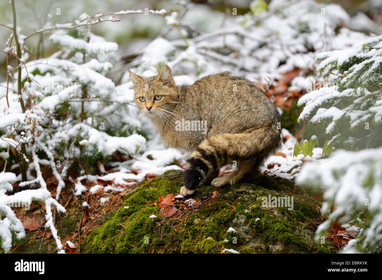 Chat Sauvage Européen, forêt wildcat (Felis silvestris silvestris), assis sur un arbre en hiver des chicots, Allemagne, Bavière, Parc National de la Forêt bavaroise Banque D'Images