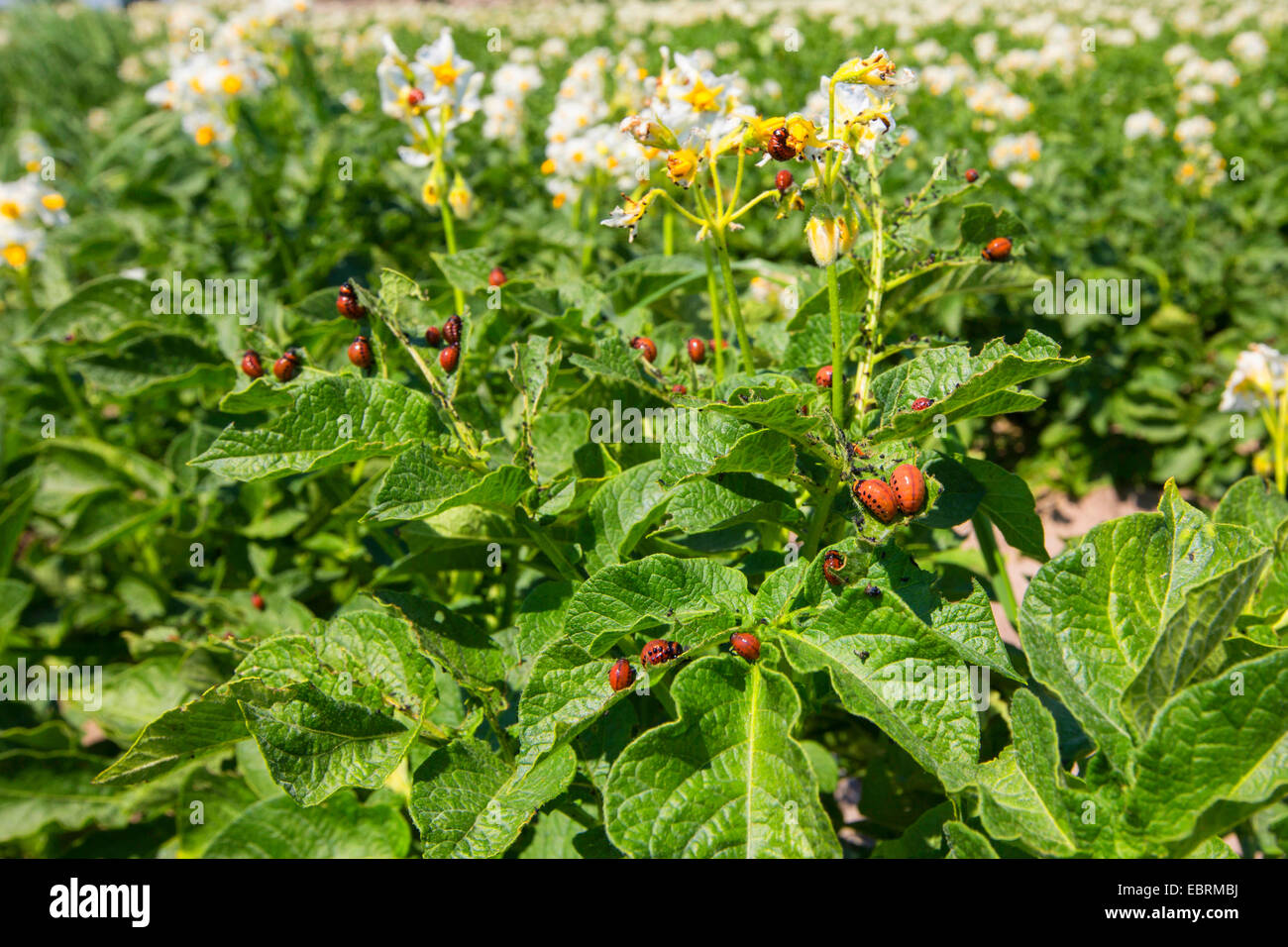 Doryphores, doryphore, pomme de terre (Leptinotarsa decemlineata), l'alimentation des larves dans un champ, l'Allemagne, la Bavière Banque D'Images