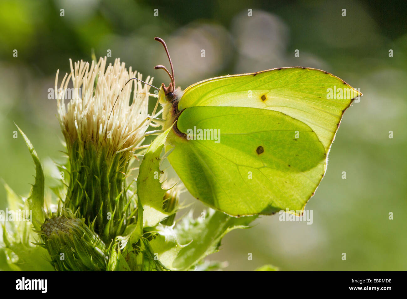 De souffre (Gonepteryx rhamni), homme sur les fleurs de chardon de chou en contre-jour, l'Allemagne, la Bavière Banque D'Images