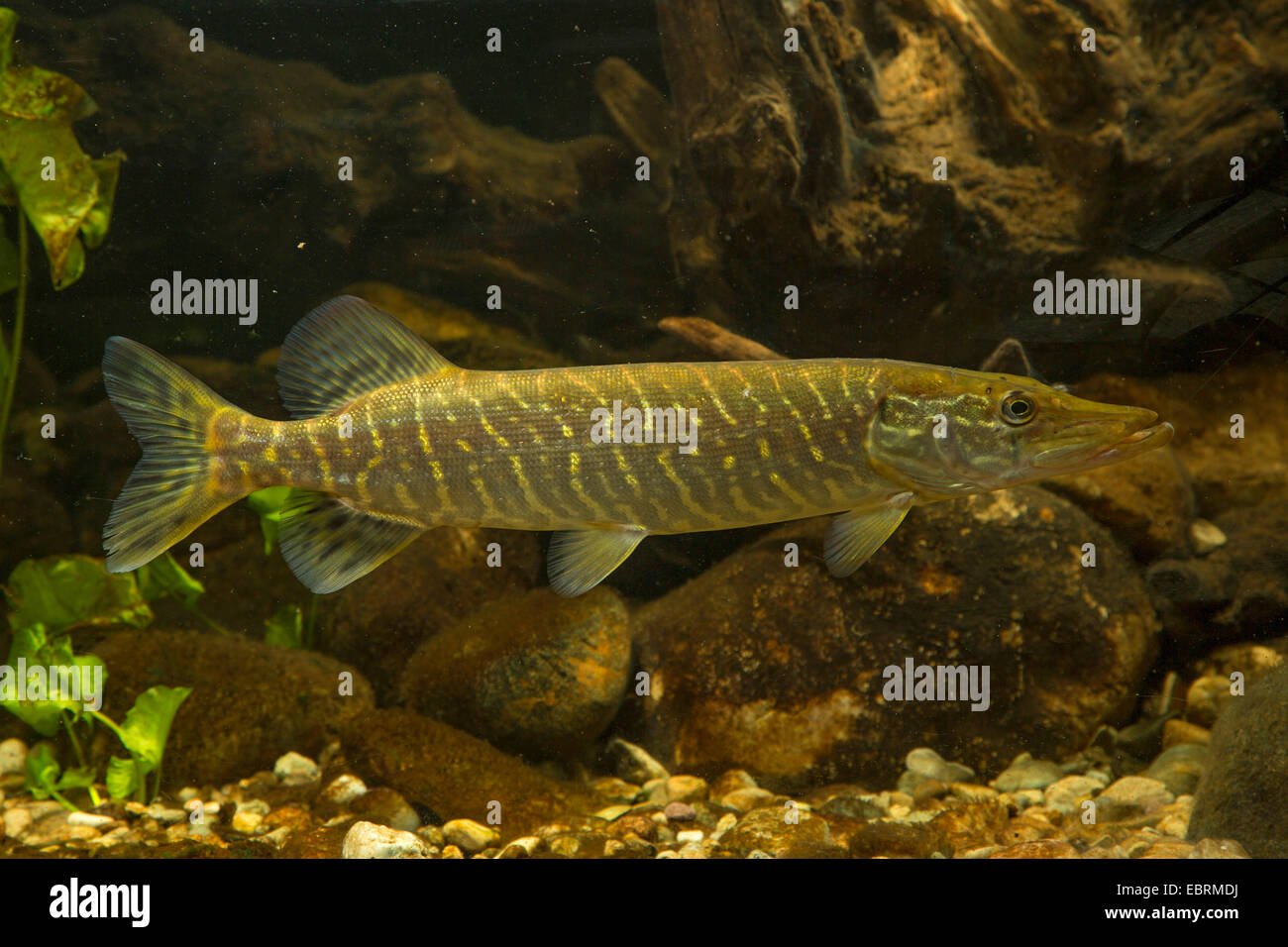 Le brochet, le grand brochet (Esox lucius), natation Banque D'Images