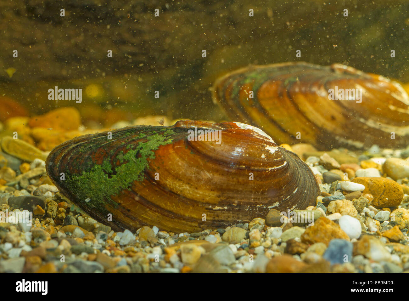 La rivière gonflée zébrée (Unio tumidus), deux moules sur le terrain, Allemagne Banque D'Images