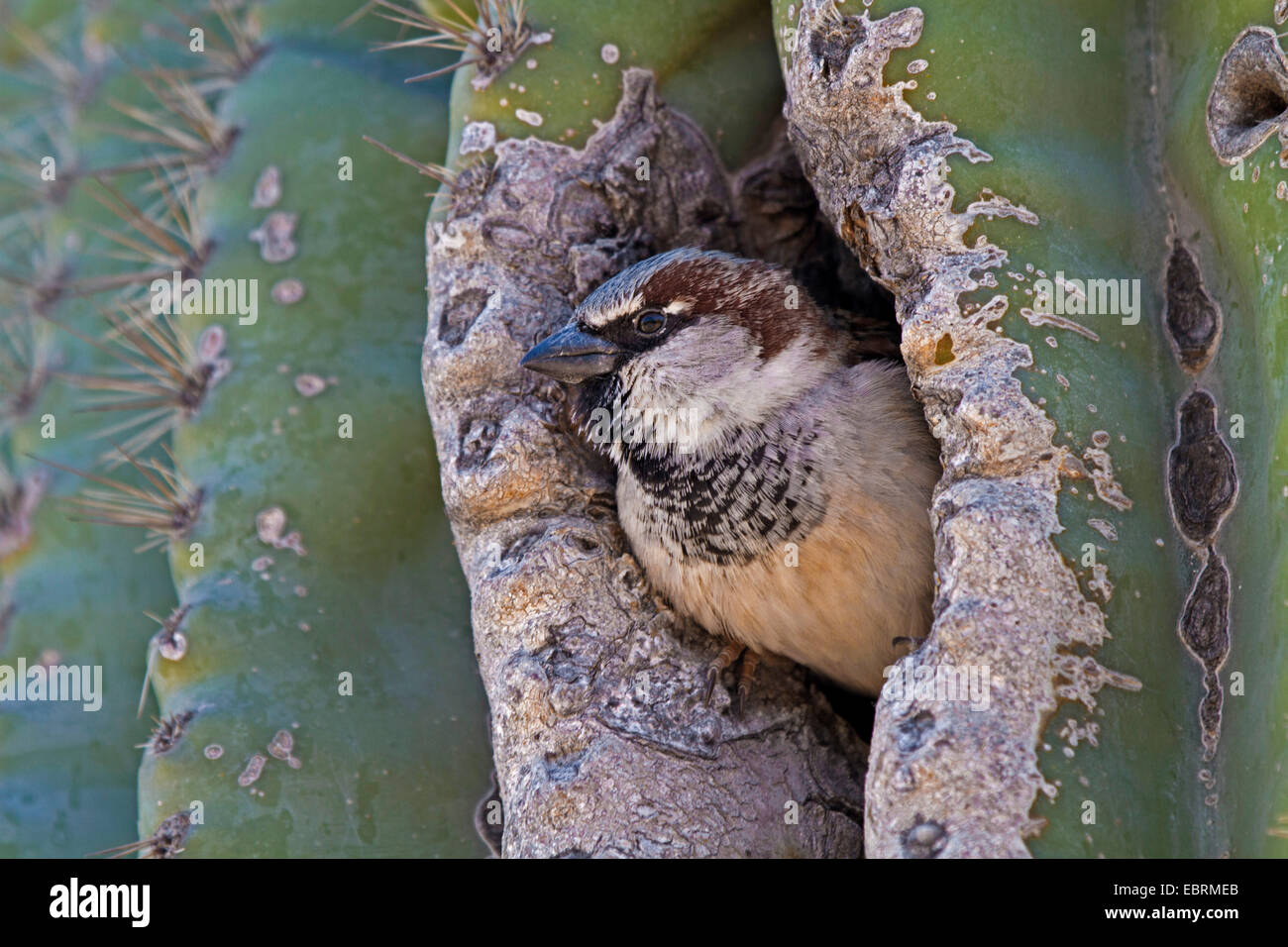 Moineau domestique (Passer domesticus), regarder par le trou de la nidification dans un Saguaro, USA, Arizona, Phoenix Banque D'Images