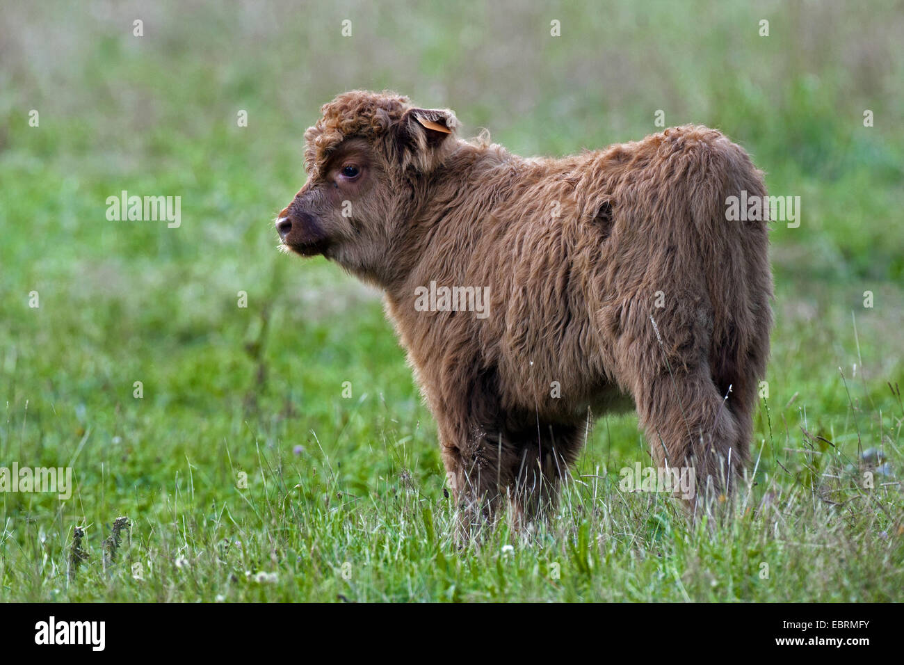 Scottish Highland bovins (Bos primigenius f. taurus), mollet debout sur l'herbe, Belgique Banque D'Images