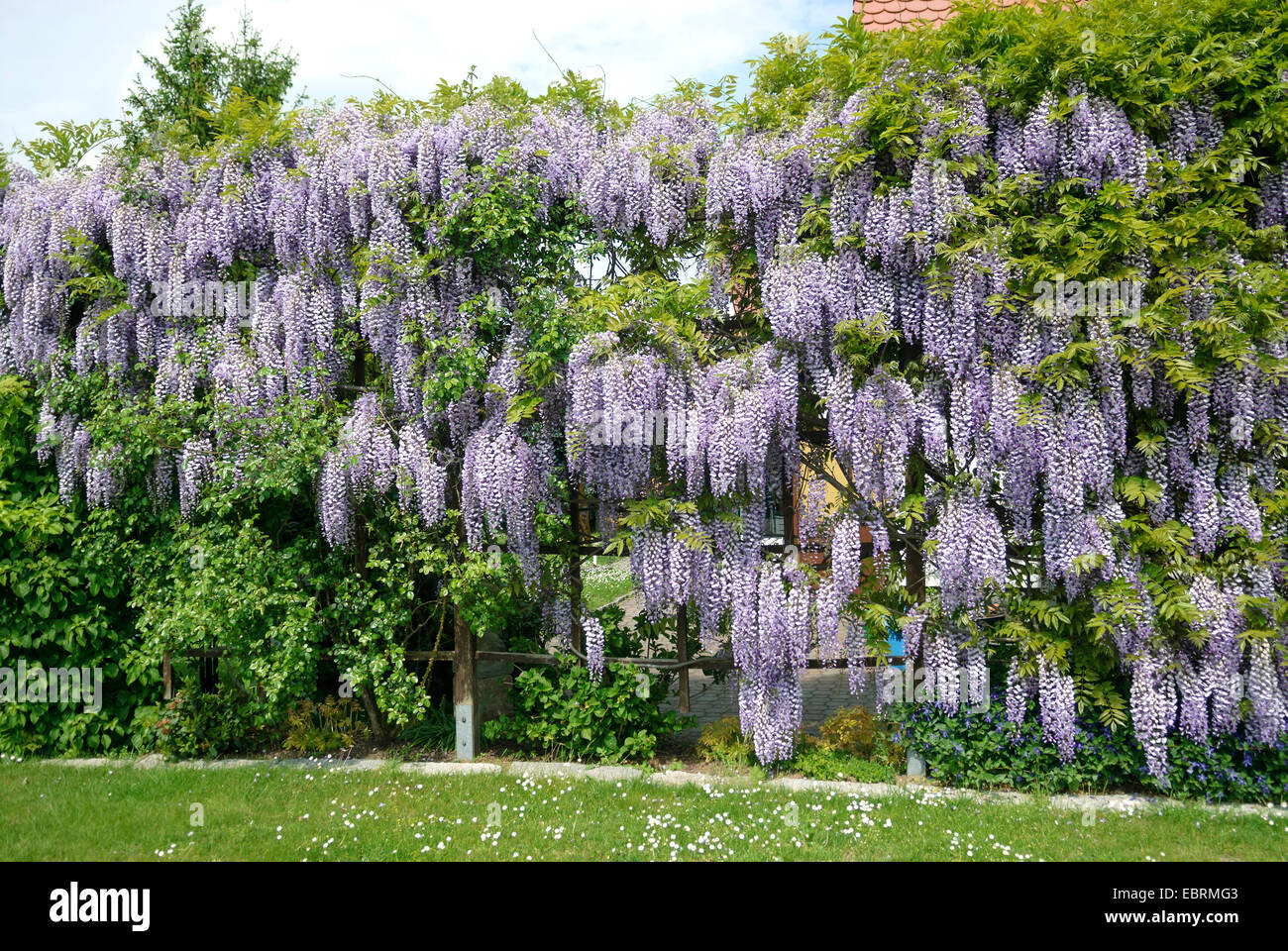 Wisteria floribunda (glycine du Japon, Glycine brachybotrys), dans un jardin, Allemagne Banque D'Images