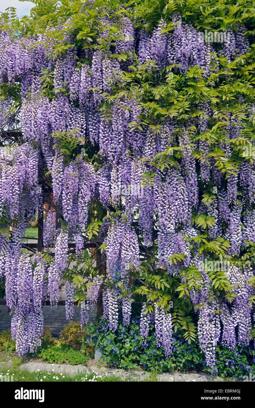 Wisteria floribunda (glycine du Japon, Glycine brachybotrys), dans un jardin, Allemagne Banque D'Images