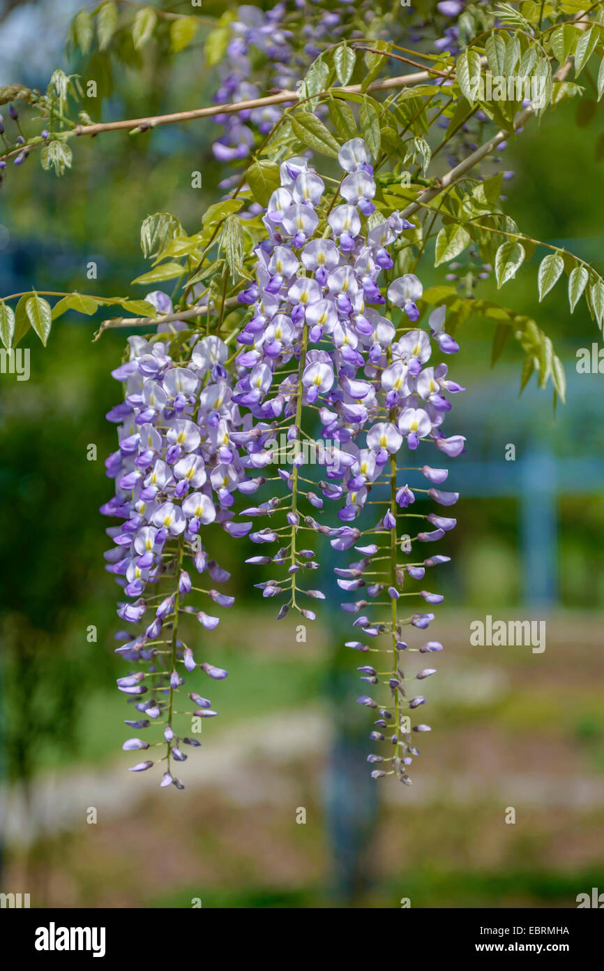 Wisteria floribunda (glycine du Japon, glycine) brachybotrys, blooming, Allemagne Banque D'Images