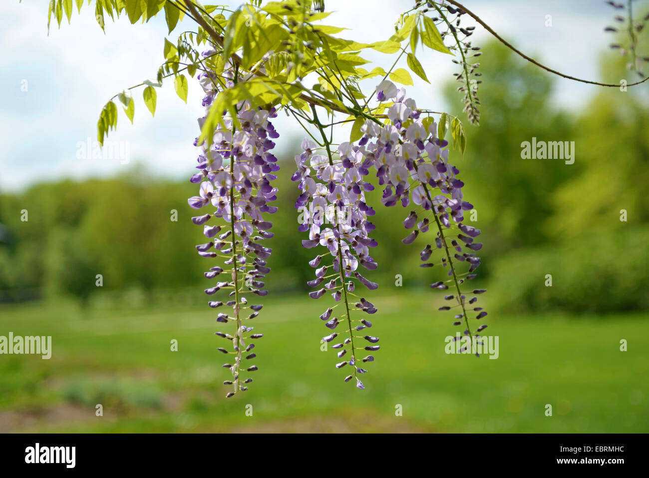 Wisteria floribunda (glycine du Japon, glycine) brachybotrys, blooming Banque D'Images