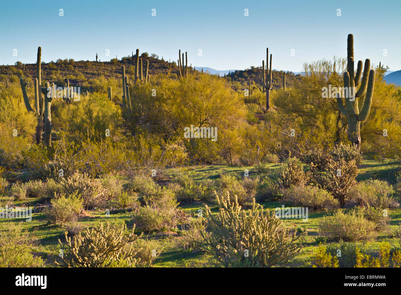Cactus saguaro (Carnegiea gigantea, Cereus giganteus), les cactus en désert de Sonora, en Arizona, USA Banque D'Images