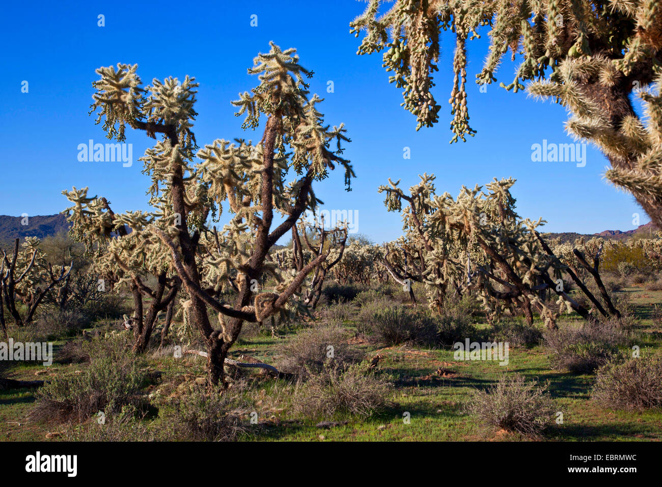 Teddy-bear cholla, Jumping Cholla, Argent (Opuntia cholla, Cylindropuntia bigelovii bigelovii) forêt de cactus, avec beaucoup de fruits dans le désert de Sonora, en Arizona, USA Banque D'Images