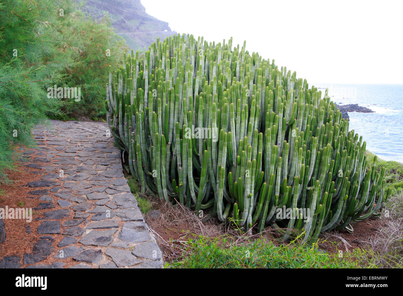 Île des Canaries l'Euphorbe ésule (Euphorbia canariensis), par la route, Iles Canaries, Tenerife, Buenavista del Norte Banque D'Images