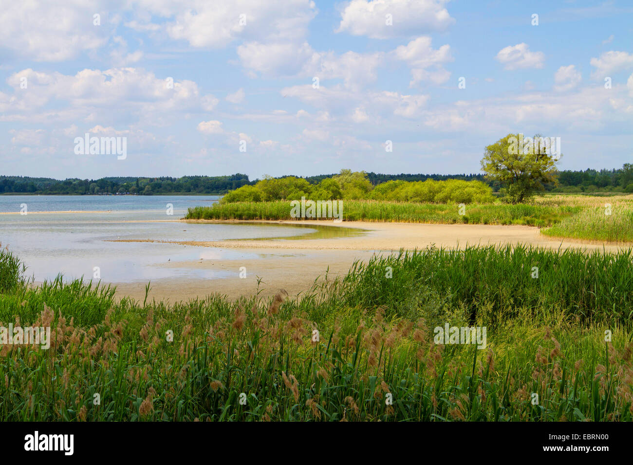 Le calamagrostis, roseau commun (Phragmites communis, Phragmites australis), lac avec reed dense zone, l'Allemagne, la Bavière, le lac de Chiemsee Banque D'Images