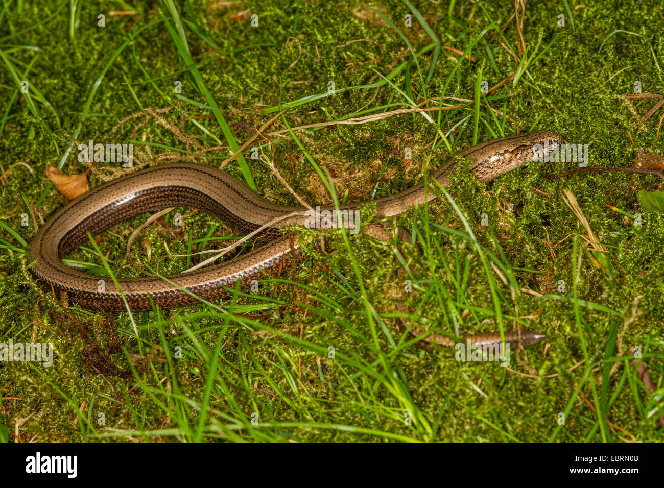 Ver lent européenne, blindworm, slow worm (Anguis fragilis), dans un pré, en Allemagne, en Bavière Banque D'Images