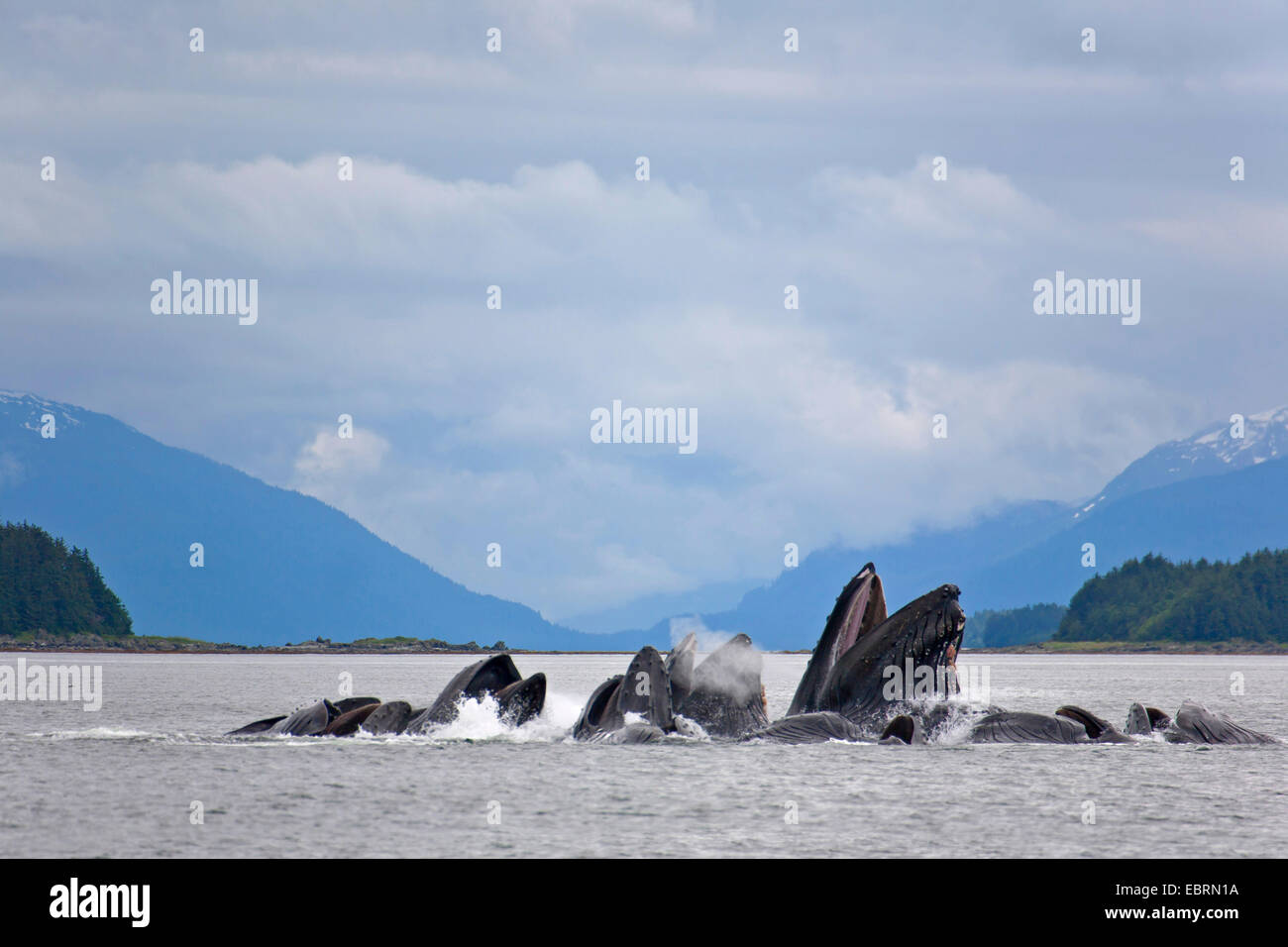 Baleine à bosse (Megaptera novaeangliae), à bulle, d'USA, Alaska, Admirality Island, Canal Lynn Banque D'Images