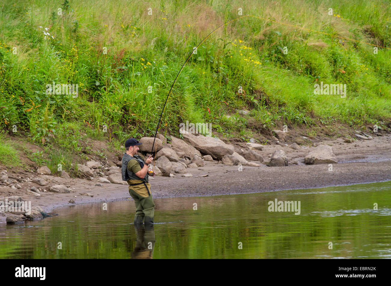 Le saumon atlantique, ouananiche, saumon atlantique du lac, ouananiche, sebago saumon (Salmo salar), saumon pêcheur à la canne à pêche, l'Irlande, rivière Moy Banque D'Images