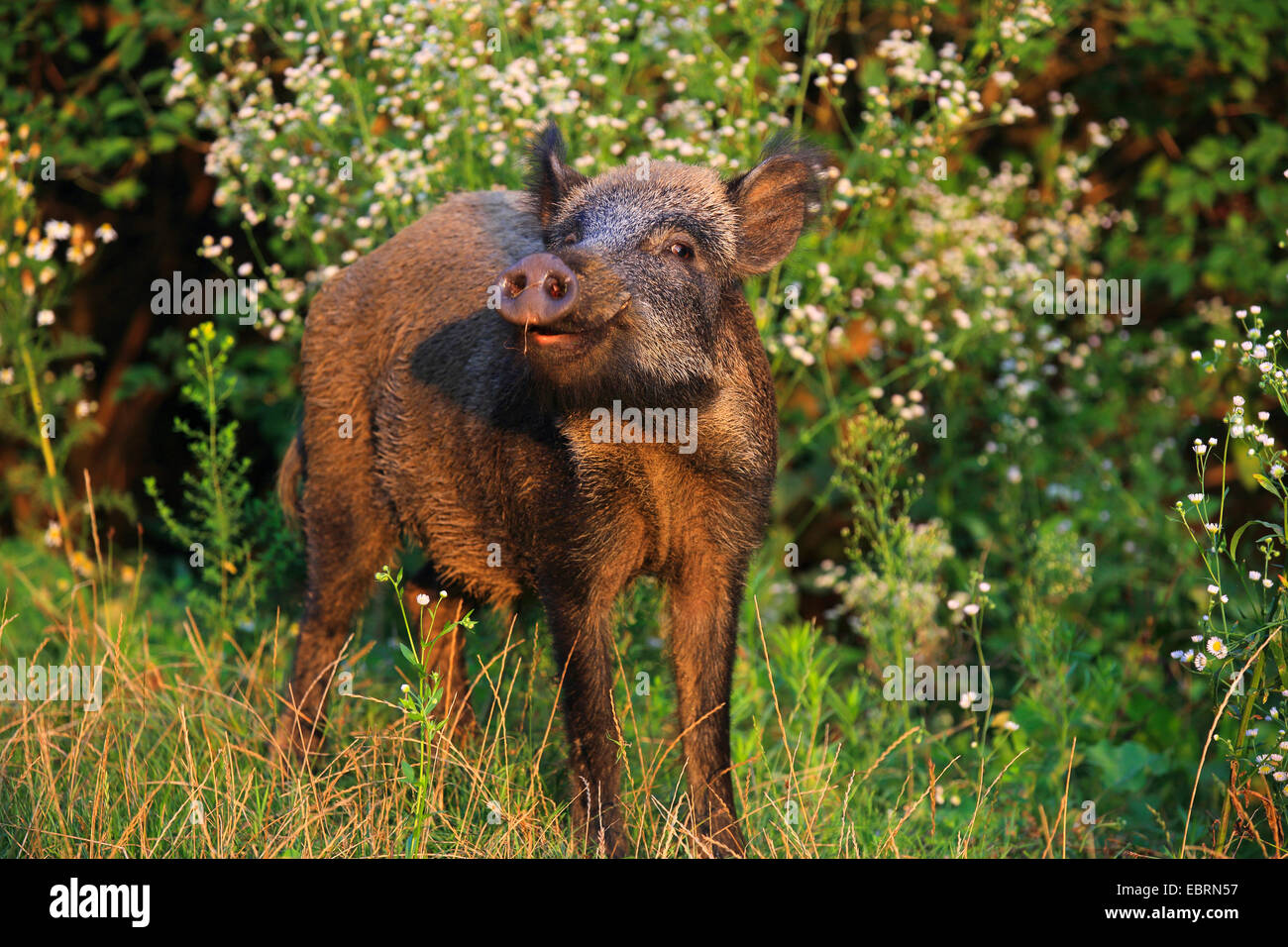 Le sanglier, le porc, le sanglier (Sus scrofa), jeune krosian en été, l'Allemagne, Bade-Wurtemberg Banque D'Images