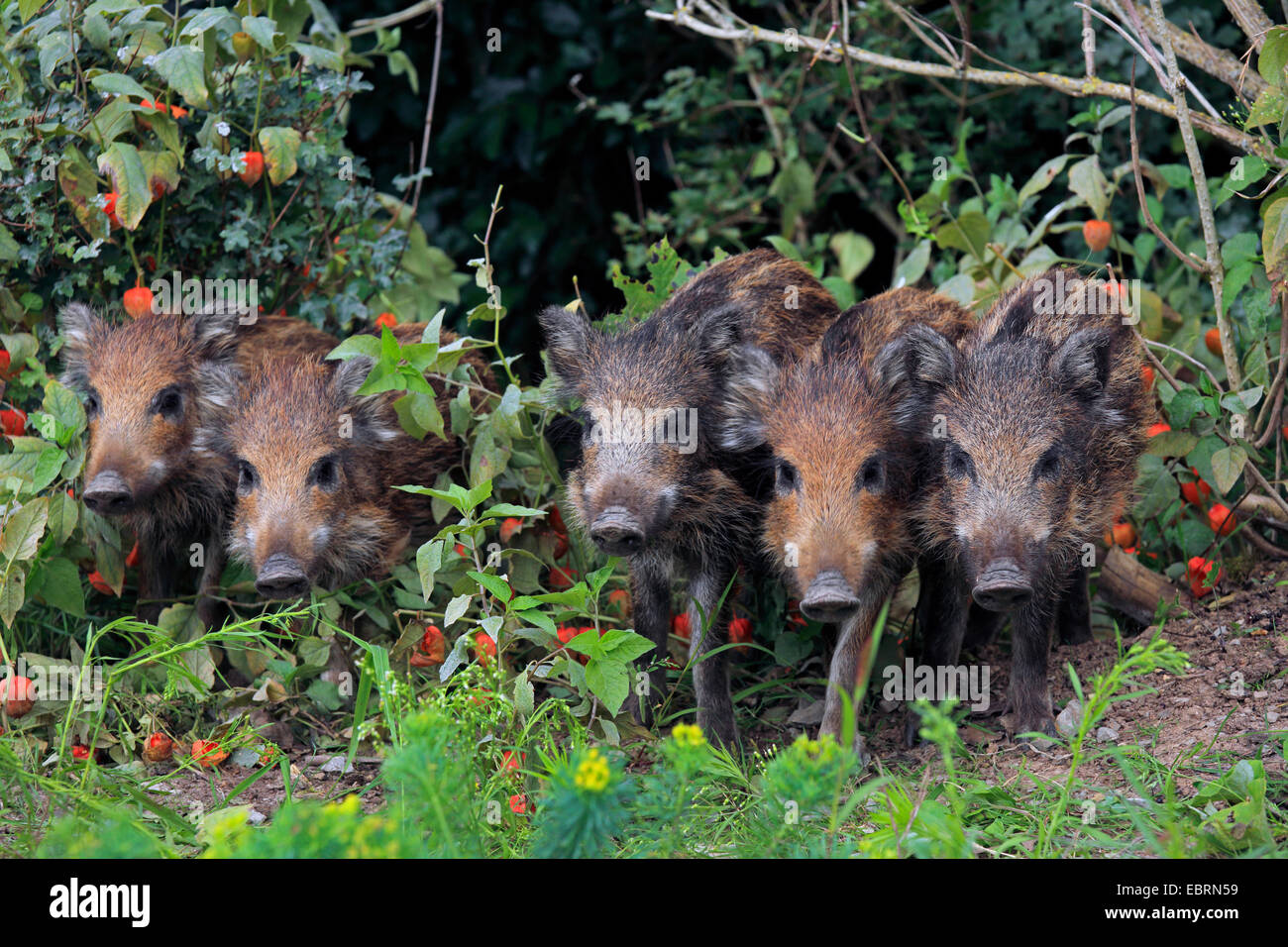 Le sanglier, le porc, le sanglier (Sus scrofa), cinq shotes unis dans le jardin, l'Allemagne, Bade-Wurtemberg Banque D'Images