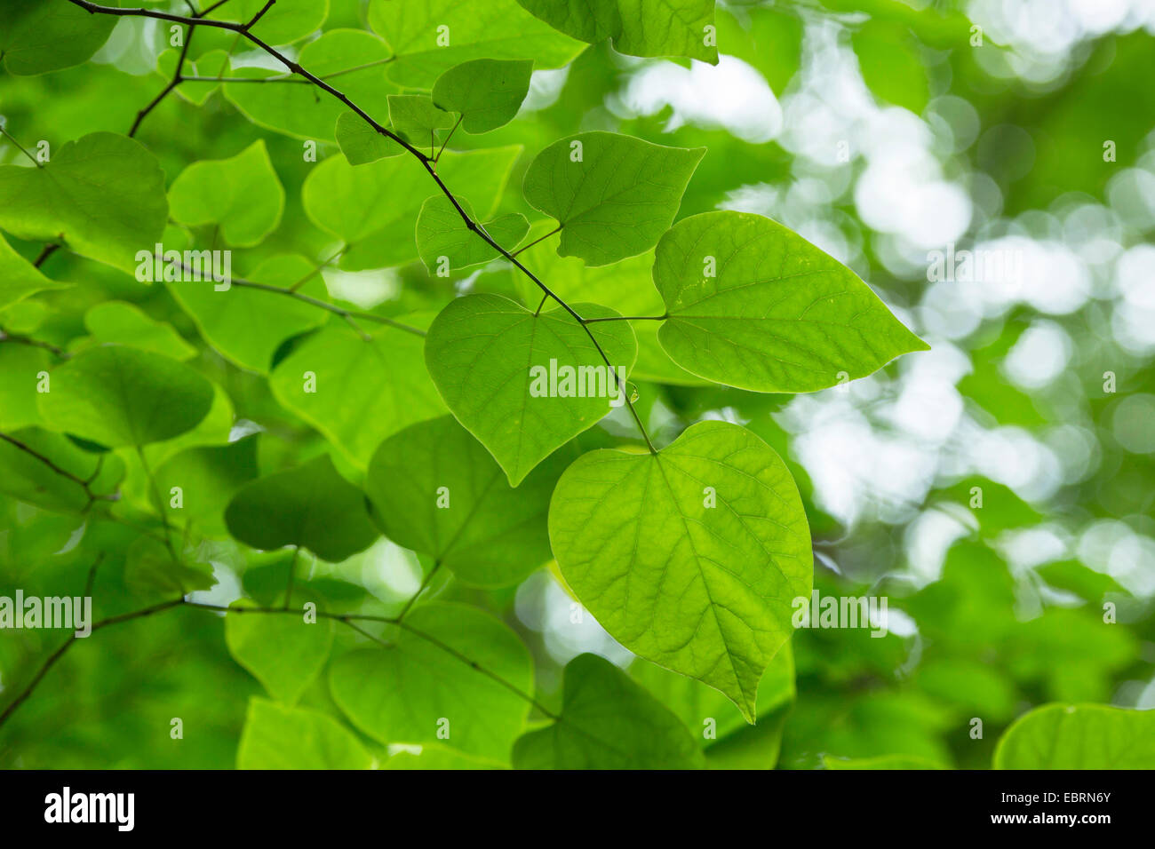 Amérique du Nord de red bud (Cercis canadensis), feuilles, USA, New York, parc national des Great Smoky Mountains Banque D'Images
