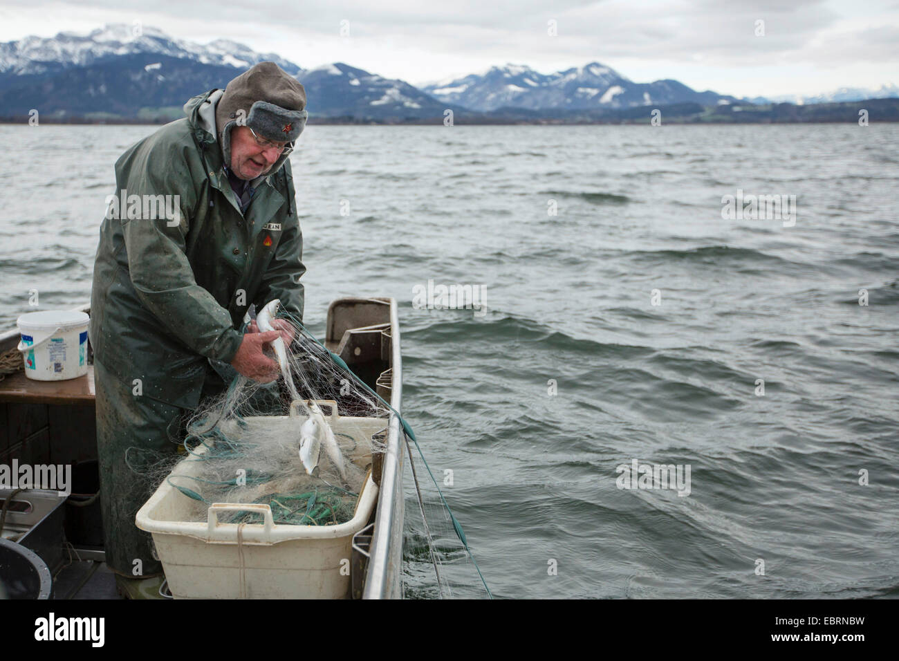 Les corégones du lac, les corégones (Coregonus spec.), pêcheur attraper les poissons avec un filet maillant, Allemagne, Bavière, le lac de Chiemsee Banque D'Images