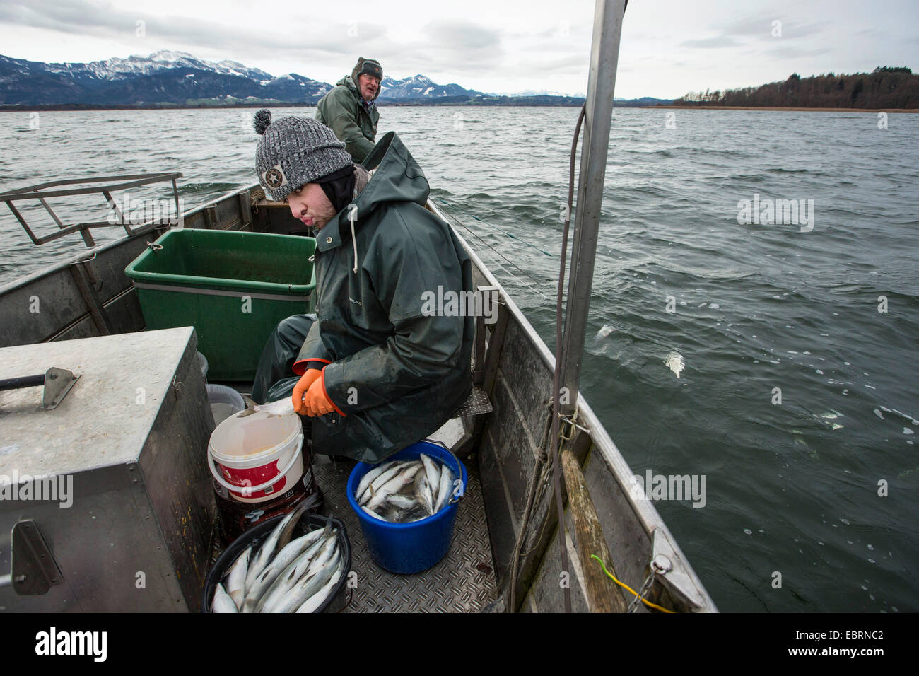 Les corégones du lac, les corégones (Coregonus spec.), les pêcheurs attraper les poissons et les radier, l'Allemagne, la Bavière, le lac de Chiemsee Banque D'Images