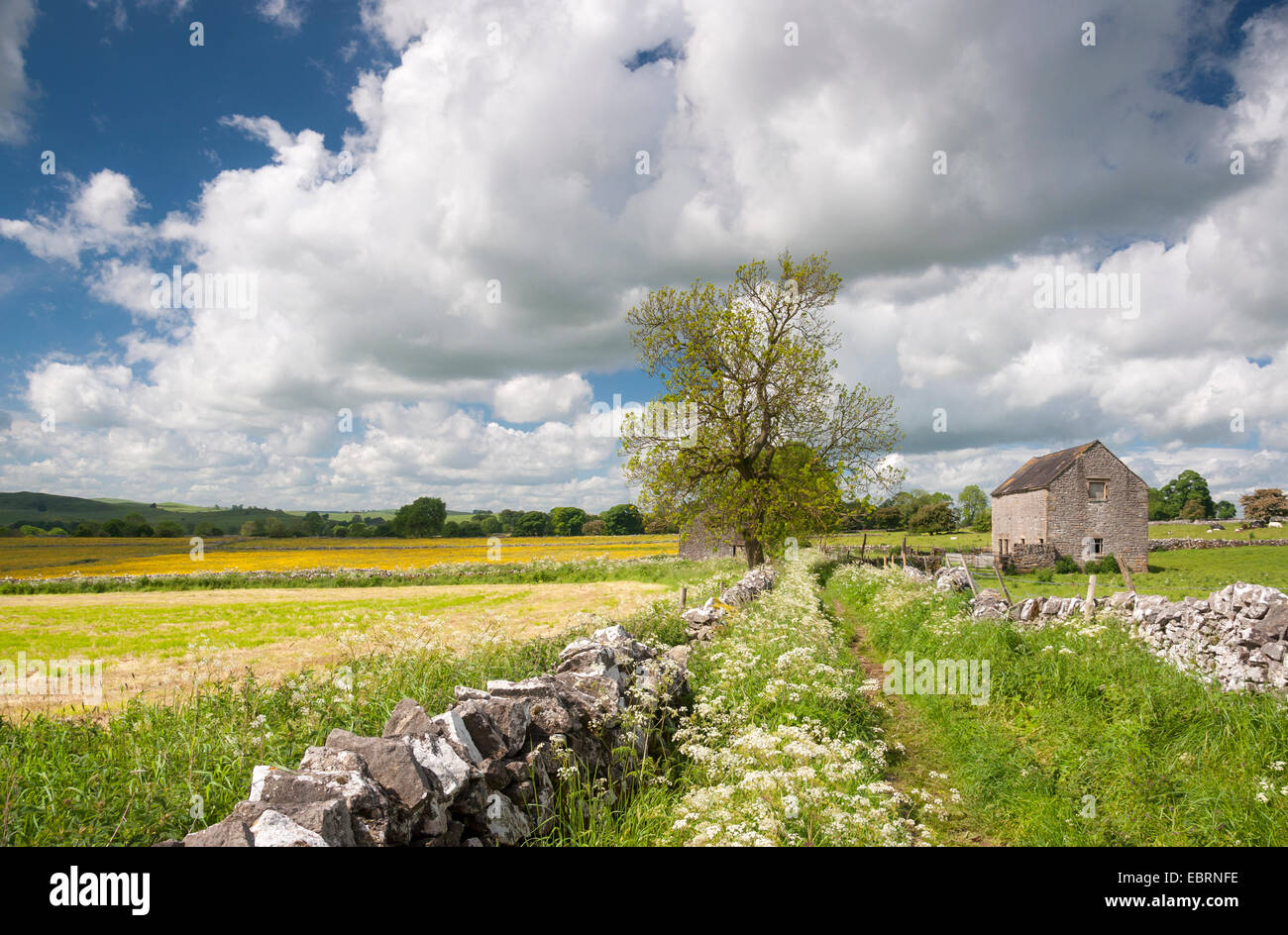 Des murs en calcaire et grange en pierre près de Alstonefield dans le Peak District. Un jour d'été ensoleillé. Banque D'Images