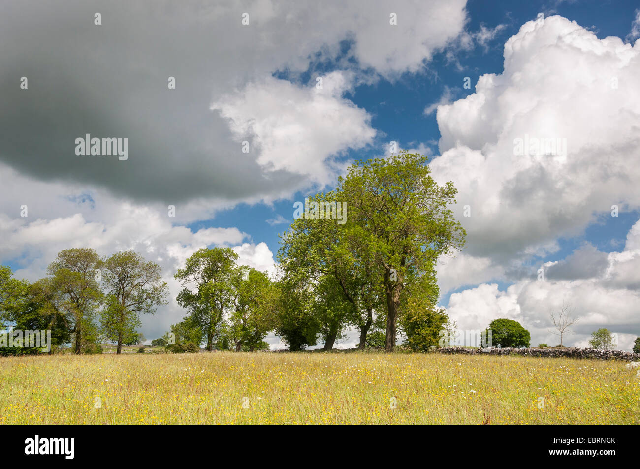 Scène de campagne idyllique de wildflower meadow et les arbres sous un ciel d'été. Journée ensoleillée dans le Peak District, Derbyshire. Banque D'Images