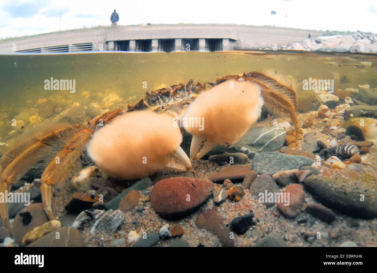 Crabe chinois (Eriocheir sinensis), au bord du fleuve du Rhin, thereover un homme sur un pont, l'Allemagne, en Rhénanie du Nord-Westphalie, Duesseldorf Banque D'Images