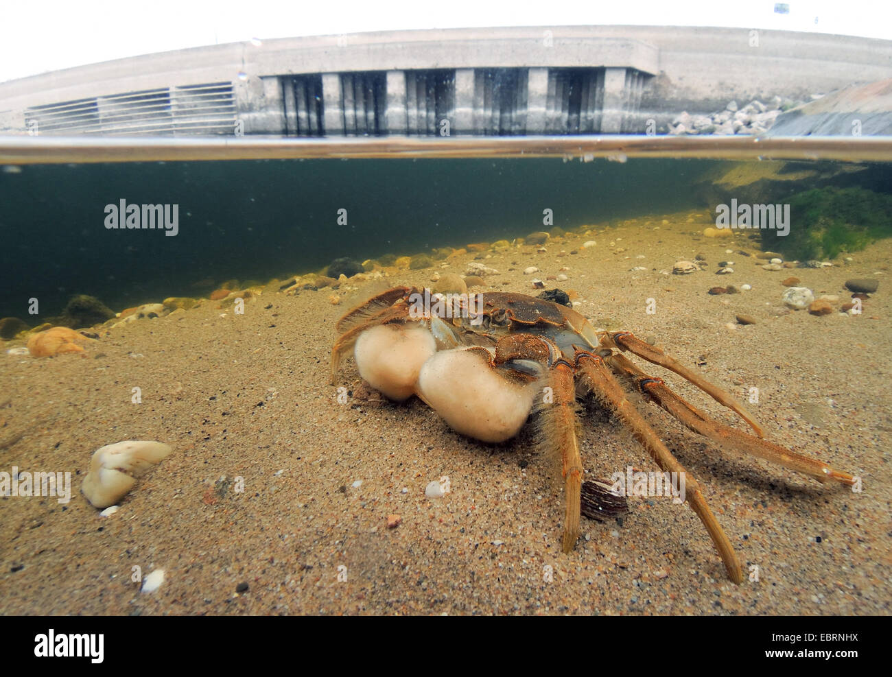Crabe chinois (Eriocheir sinensis), au bord du Rhin, l'Allemagne, en Rhénanie du Nord-Westphalie, Duesseldorf Banque D'Images