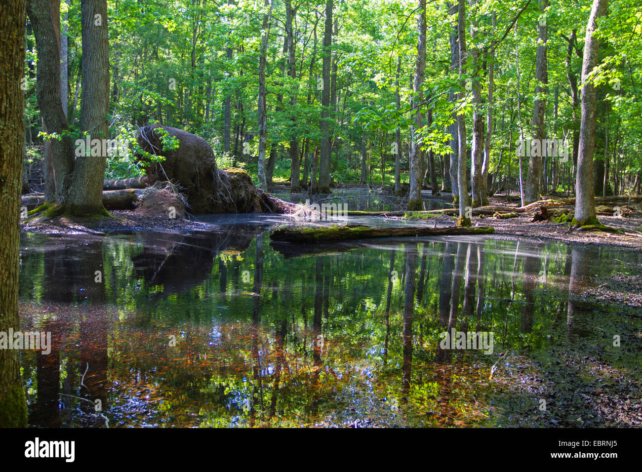 Étang de la forêt dans une ancienne forêt de feuillus avec image miroir, USA, New York, parc national des Great Smoky Mountains Banque D'Images