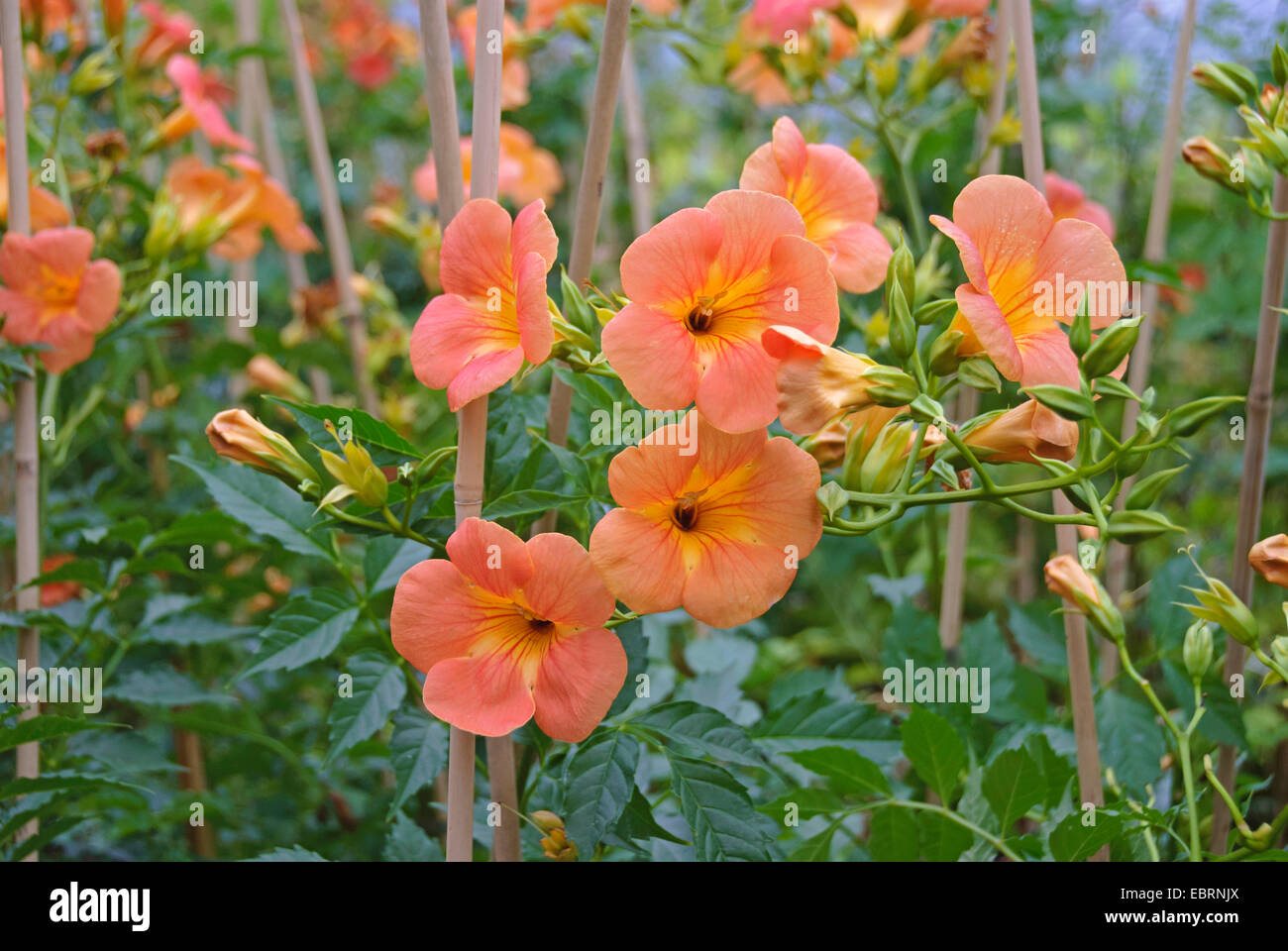 Réducteur de trompette Trompette Chinoise, Vigne (Campsis grandiflora), la floraison, l'Allemagne, Brandebourg Banque D'Images