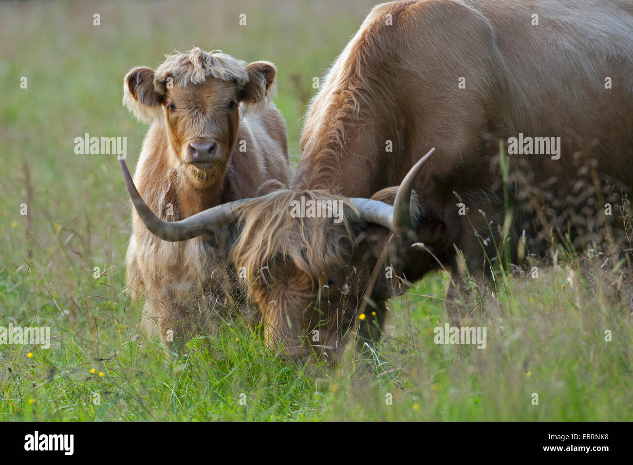 Scottish Highland bovins (Bos primigenius f. taurus), vache et son veau, Belgique Banque D'Images