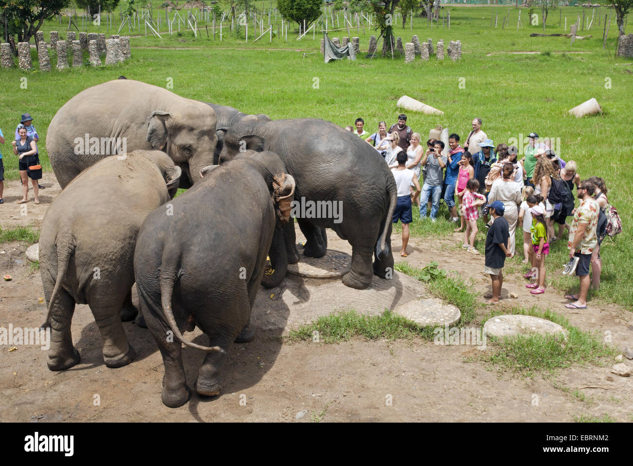 L'éléphant d'Asie, l'éléphant d'Asie (Elephas maximus), les touristes ainsi que les éléphants dans un parc naturel, la Thaïlande, l'Elephant Nature Park, Chiang Mai Banque D'Images