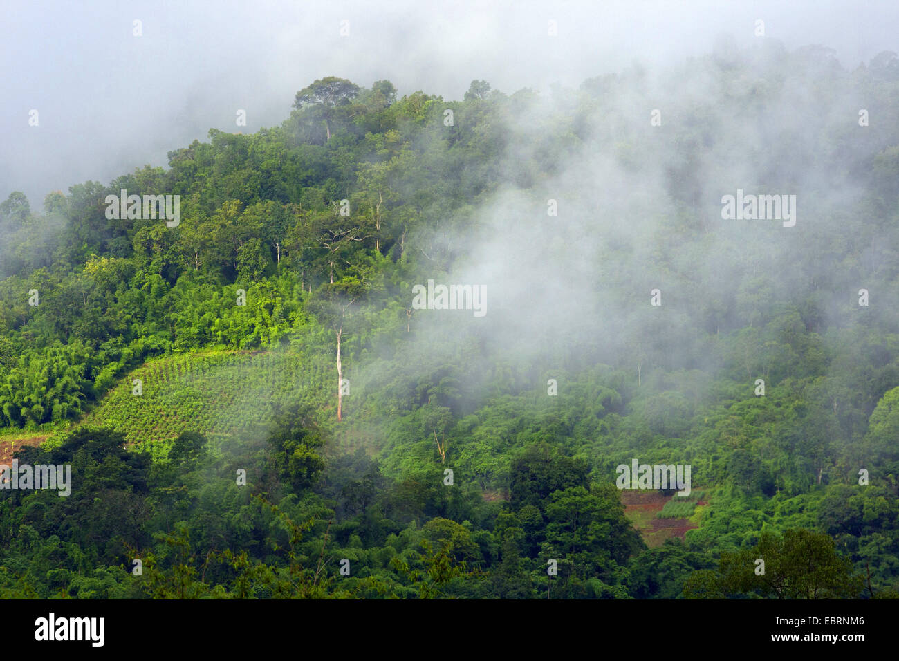 La déforestation, la Thaïlande, l'Elephant Nature Park, Chiang Mai Banque D'Images
