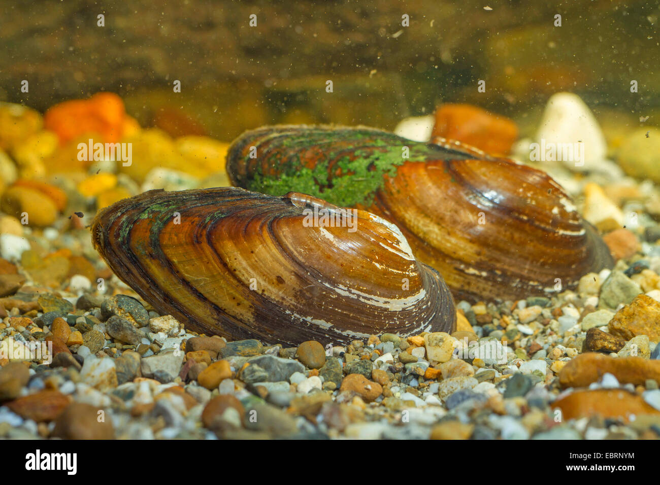 La rivière gonflée zébrée (Unio tumidus), deux moules sur le terrain, Allemagne Banque D'Images