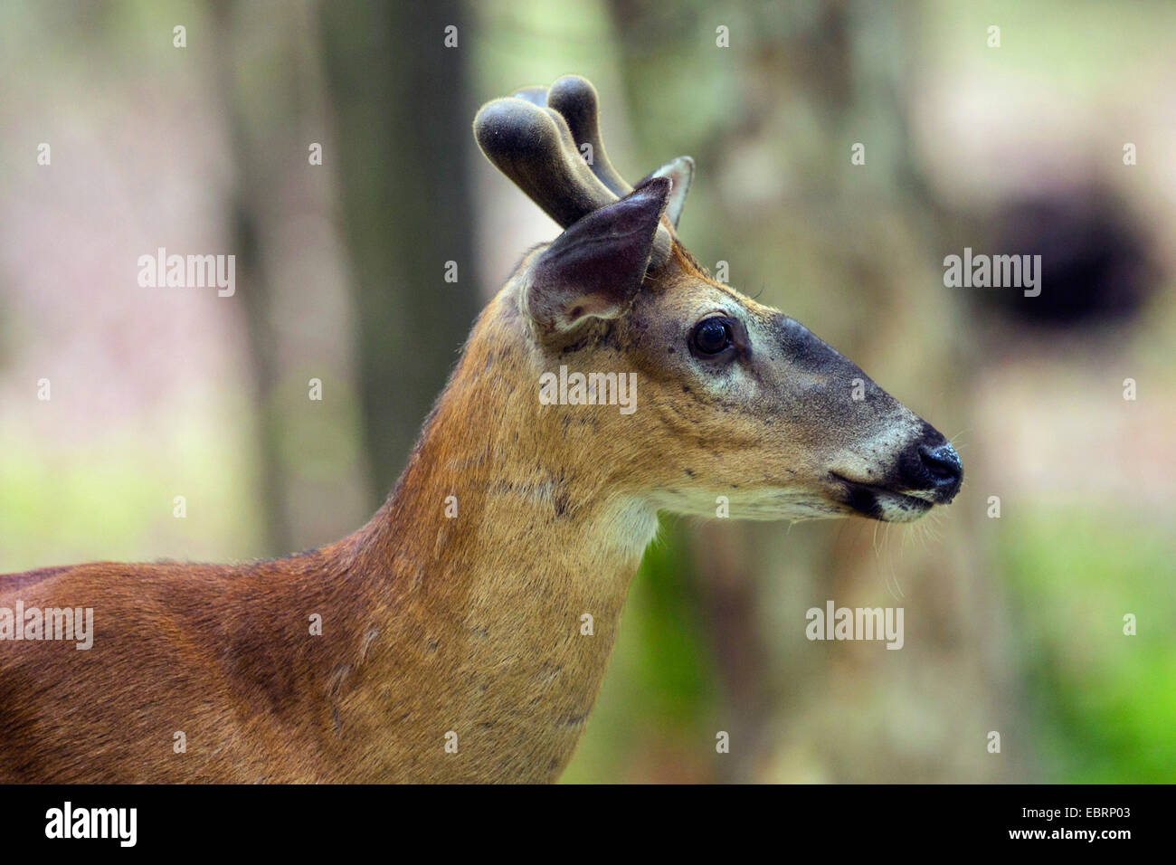 Le cerf de Virginie (Odocoileus virginianus), avec portrait de la néoformation de bois de velours, USA, New York, parc national des Great Smoky Mountains Banque D'Images