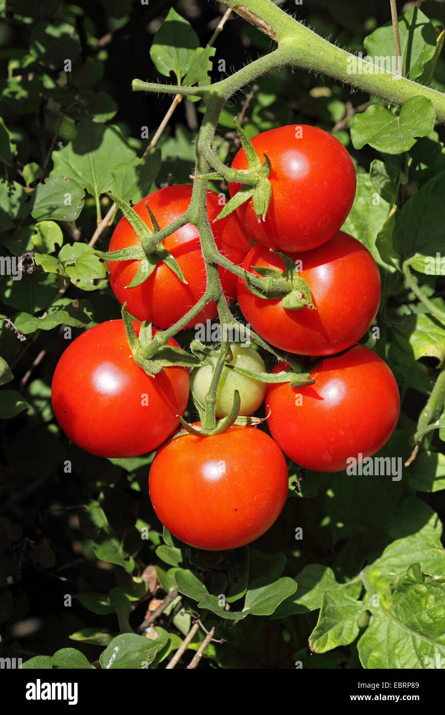 Jardin la tomate (Solanum lycopersicum, Lycopersicon esculentum, Lycopersicon 'Classic', Lycopersicon Piccolino), tomates mûres cultivar Piccolino Banque D'Images
