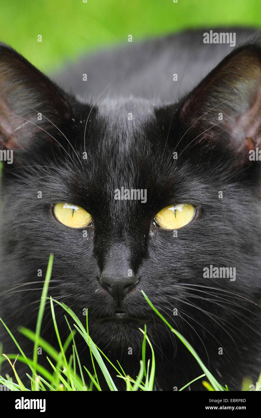 Chat domestique, le chat domestique (Felis silvestris catus. f), black cat dans un pré Banque D'Images