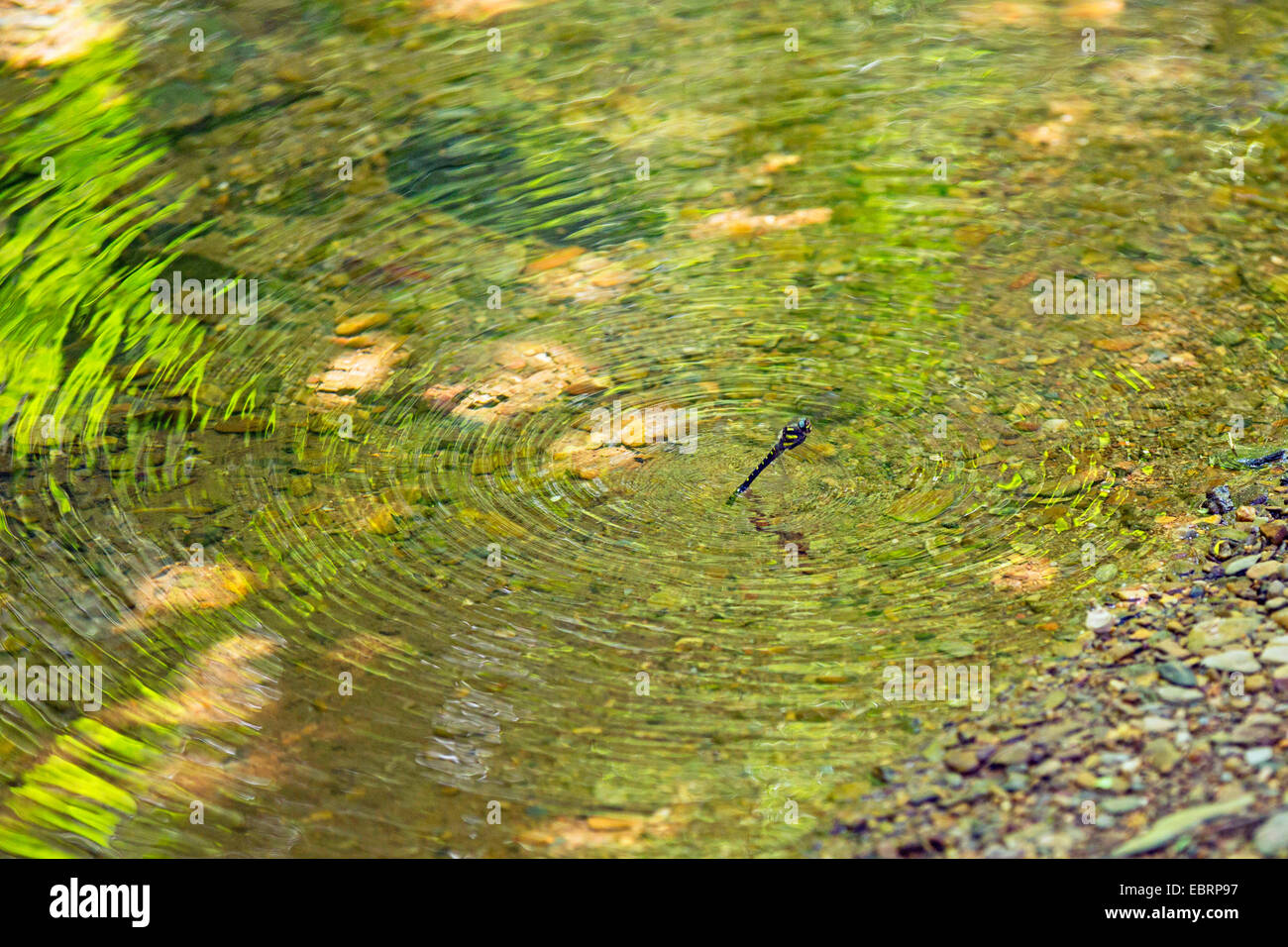 Libellule en ponte dans une petite rivière, USA, New York, parc national des Great Smoky Mountains Banque D'Images
