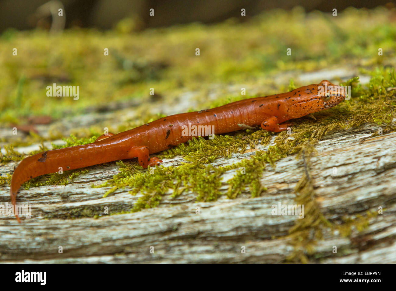 Blua Ridge La salamandre pourpre (Gyrinophilus porphyriticus) danielsi, sur le bois mort, USA, New York, parc national des Great Smoky Mountains Banque D'Images