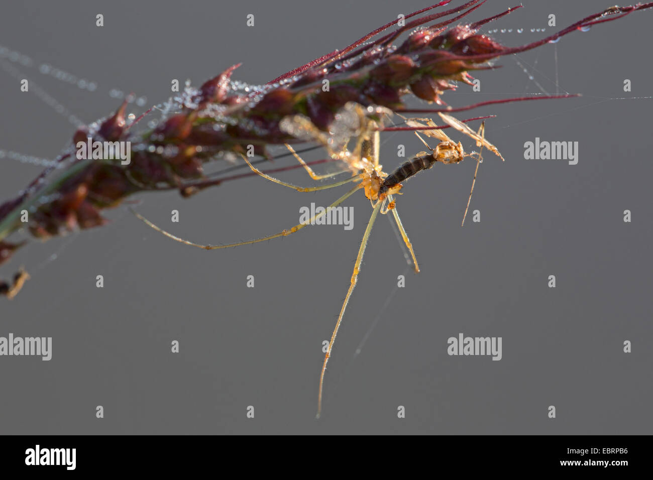 Les orb weaver (Tetragnatha plate spec.), l'alimentation proies dans un épi, l'Allemagne, la Bavière Banque D'Images