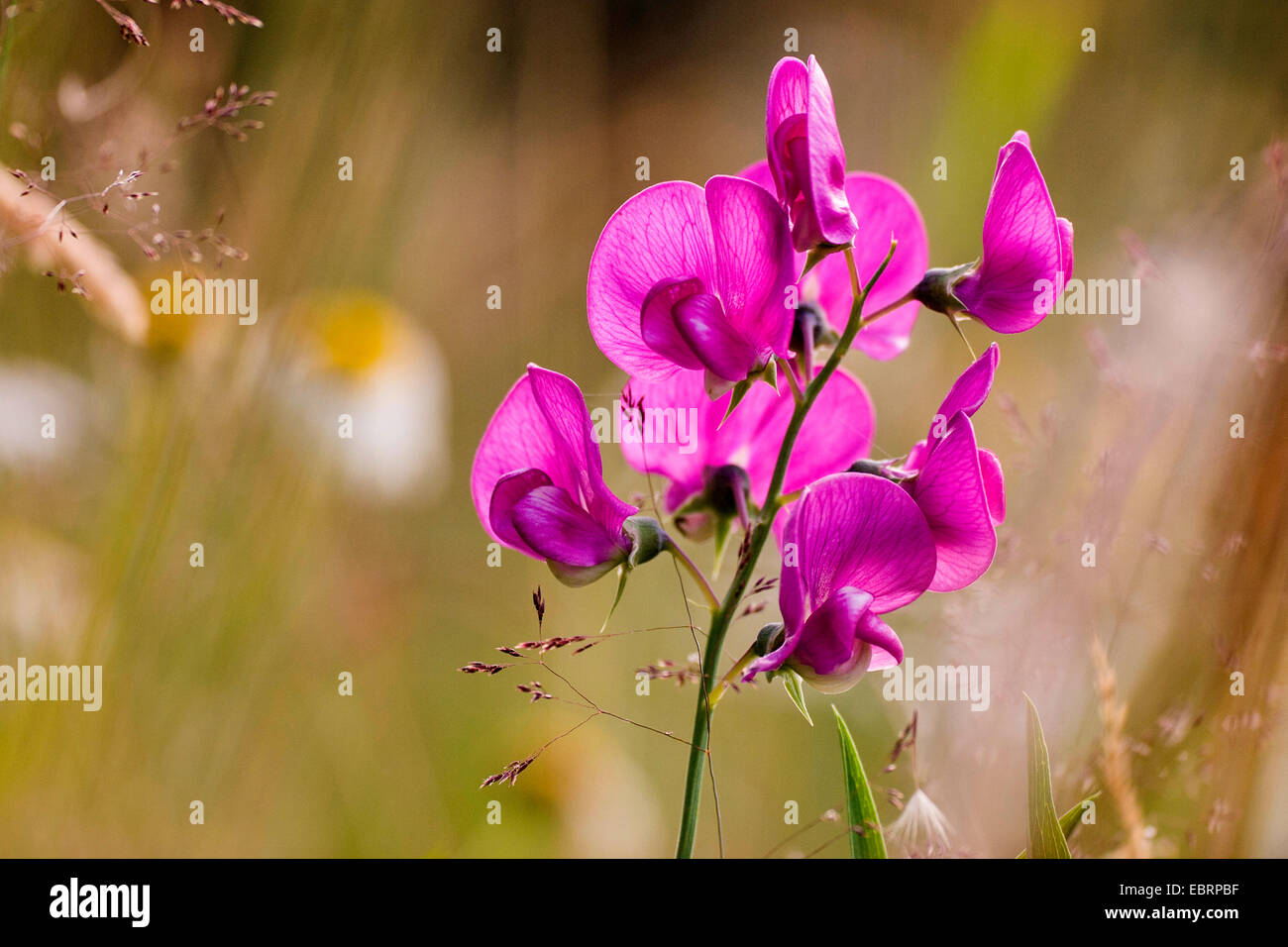 Pois vivace vivaces peavine, éternelle, pois doux (Lathyrus latifolius), inflorescense, Allemagne, Hesse Banque D'Images