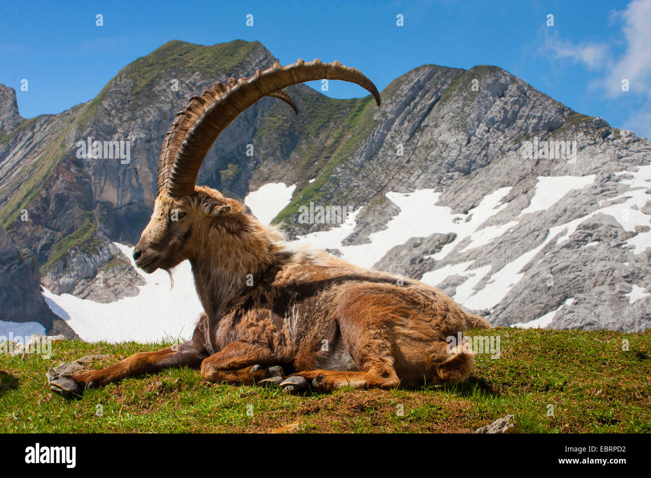 Bouquetin des Alpes (Capra ibex, Capra ibex ibex), mâle magnifique manteau changeant le Bouquetin des Alpes, la Suisse, l'Alpstein, Saentis Banque D'Images