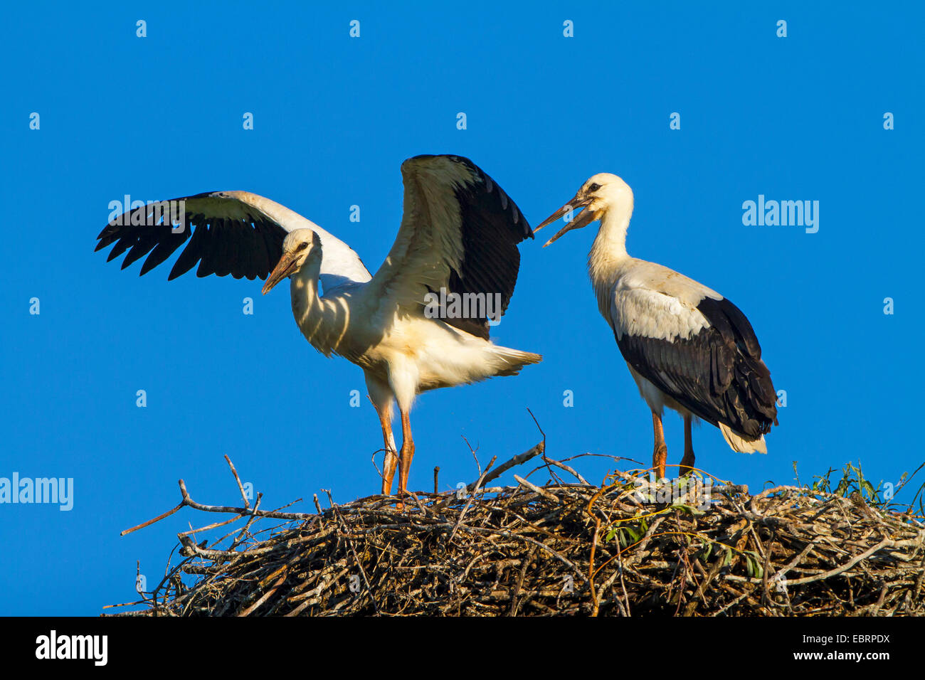 Cigogne Blanche (Ciconia ciconia), les jeunes cigognes blanches sur leur premier vol d'aigle, exercices, Suisse, Sankt Gallen Banque D'Images