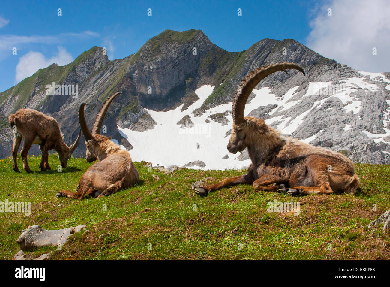 Bouquetin des Alpes (Capra ibex, Capra ibex ibex), Alpine bouquetins changer les armoiries de la Suisse Alpes, Suisse, l'Alpstein, Saentis Banque D'Images