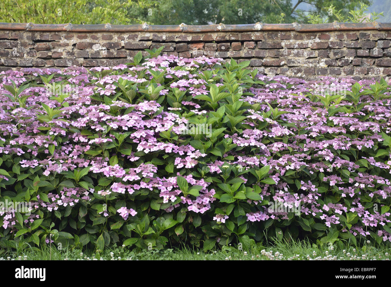 Hortensia jardin dentelle, cap hortensia (Hydrangea macrophylla), hydrangea dans un vieux mur, France, Normandie, NeufchÔtel-en-Bray Banque D'Images