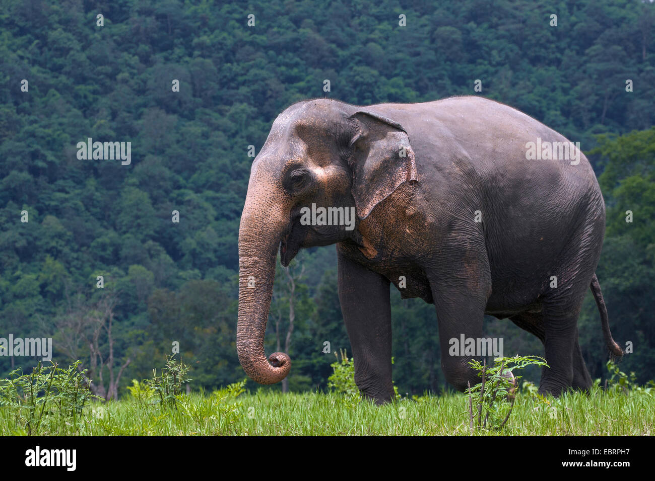 L'éléphant d'Asie, l'éléphant d'Asie (Elephas maximus), dans la réserve naturelle, la Thaïlande, Elephant Nature Park, Chiang Mai Banque D'Images