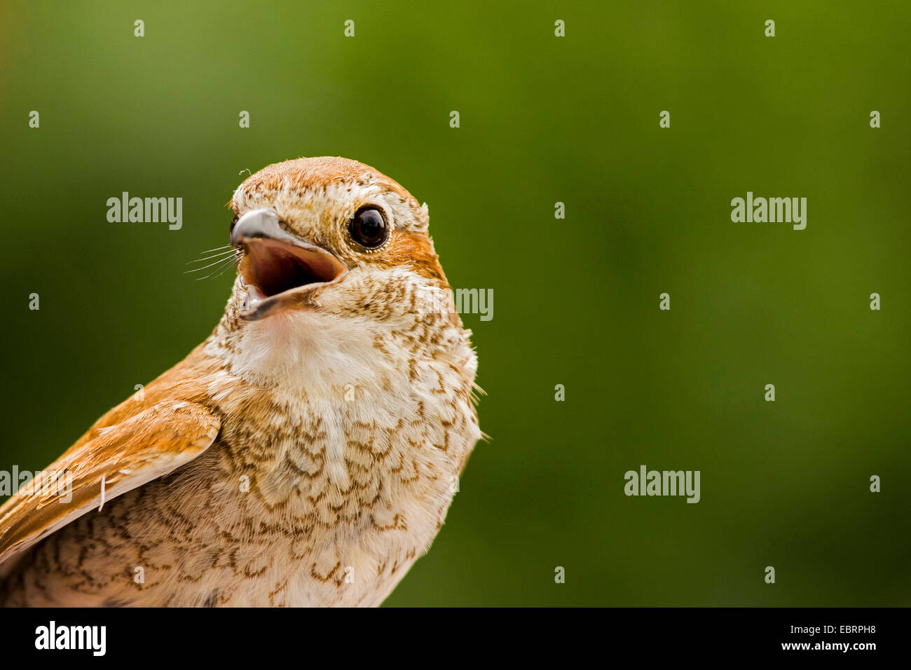 Pie-grièche écorcheur (Lanius collurio), juvénile, portrait avec bill ouvrir, l'Allemagne, Hesse Banque D'Images