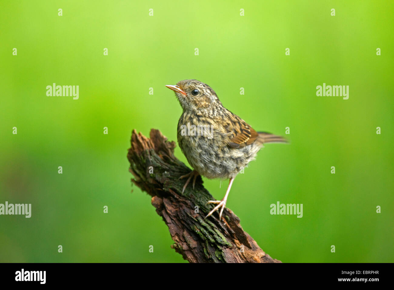 Nid (Prunella modularis), juvénile sur un arbre snag, Allemagne, Rhénanie du Nord-Westphalie Banque D'Images