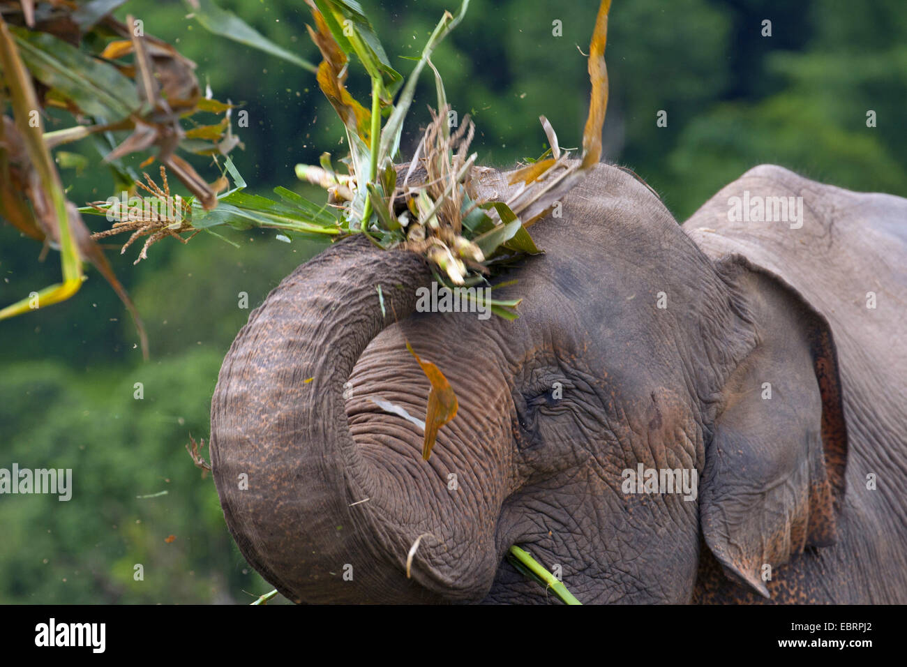 L'éléphant d'Asie, l'éléphant d'Asie (Elephas maximus), rss, Thaïlande, Elephant Nature Park, Chiang Mai Banque D'Images