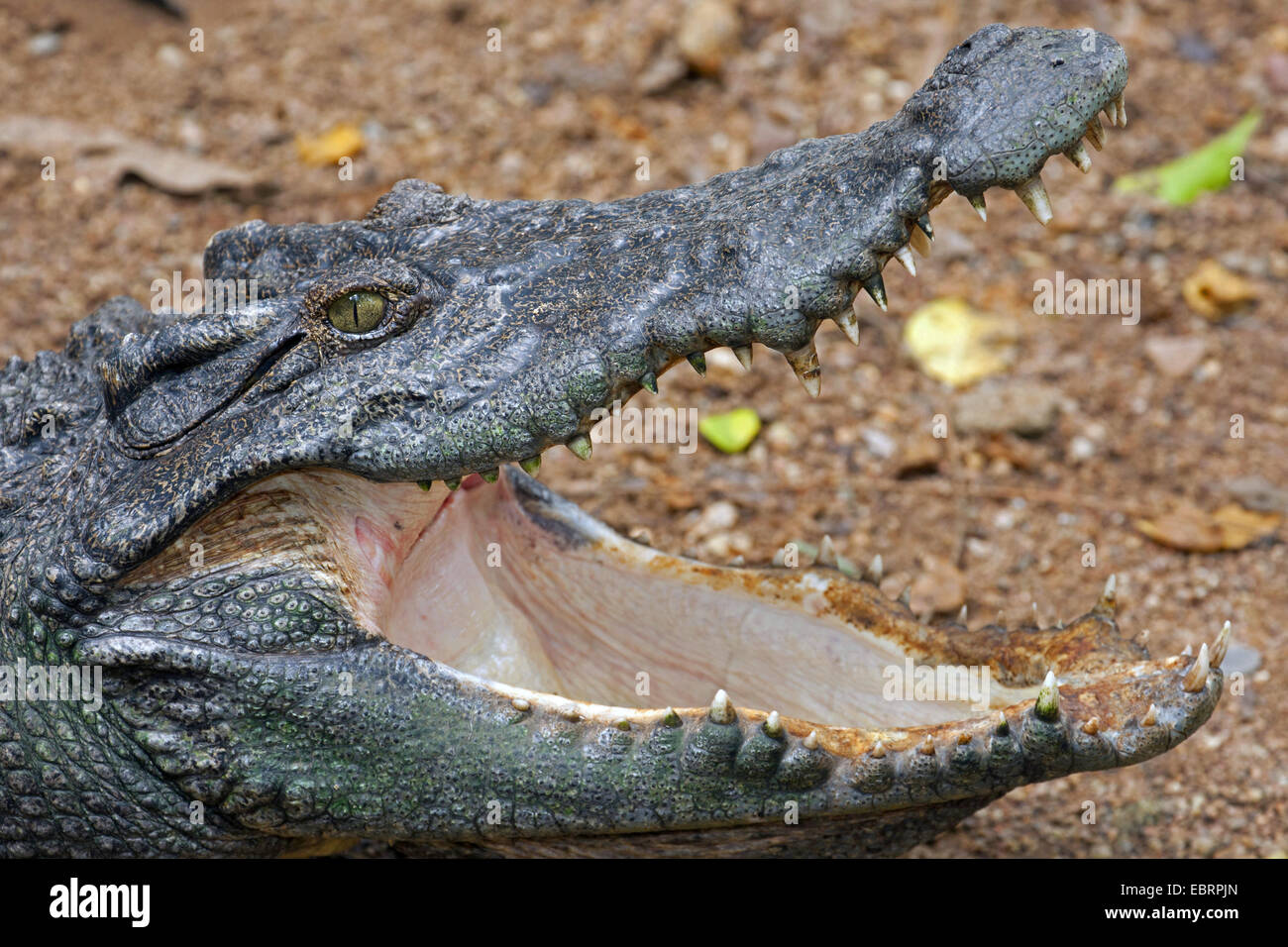 Crocodile (Crocodylus siamensis siamois), portrait avec la bouche ouverte, la Thaïlande, Chiang Mai Banque D'Images